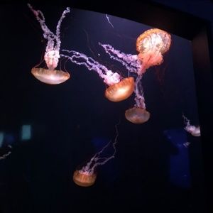 Meet your Posher, Amaris